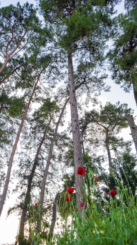 Asırlık Çam Ağaçları